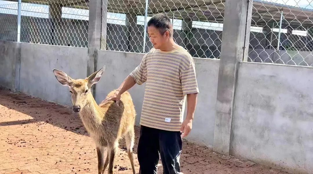 百万炸金花苹果